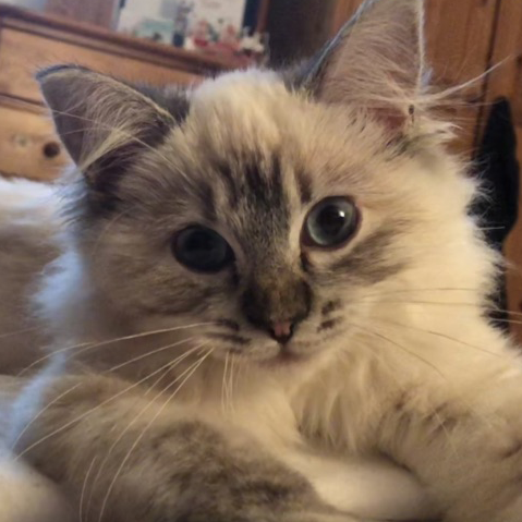 Bella the cat